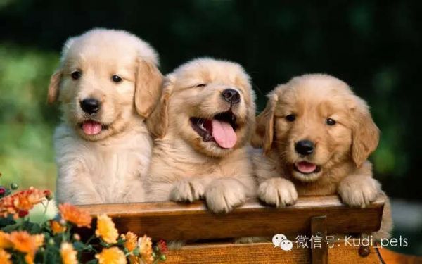 气温飙升，狗狗们也要预防中暑哦~