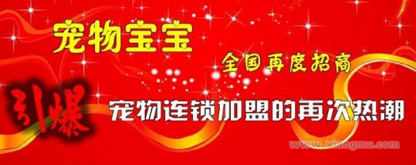 宠物宝宝连锁店：缔造宠物养护第一品牌_1