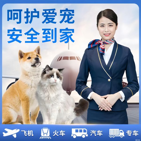 世宠国际·金湖宠物托运14年猫狗空运陆运专车火车宠物运输安全含保险