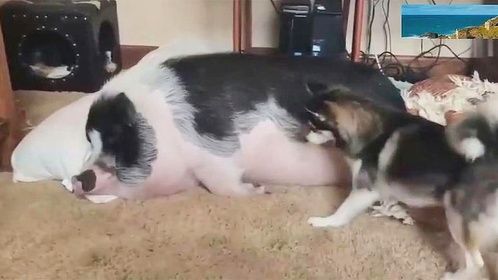 笑出眼泪，为了叫醒这只猪，二哈简直拼了老命！
