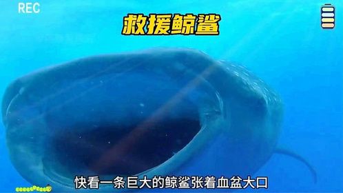 救援鲨鱼 万万没想到