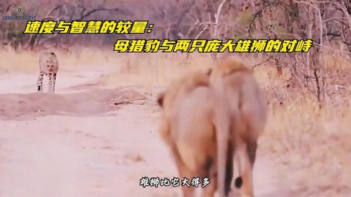 速度与智慧的较量：母猎豹与两只庞大雄狮的对峙