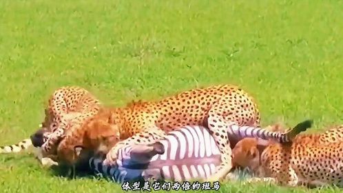 速度与力量的博弈：猎豹捕食斑马遭遇鬣狗突袭