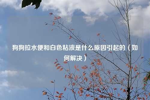 狗狗拉水便和白色粘液是什么原因引起的（如何解决）