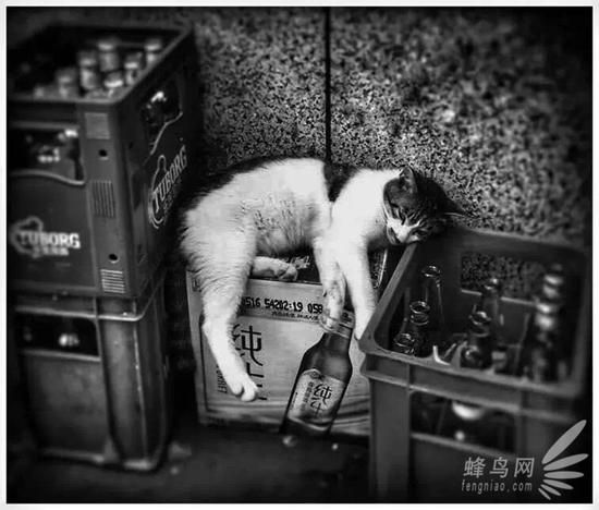 手机怎么拍好喵咪,喵星人必备手机摄影技巧