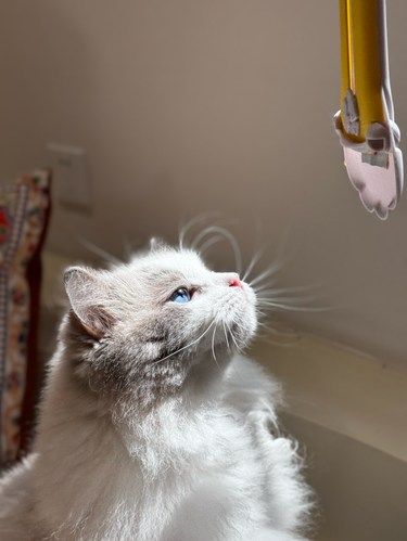关于我拍到了的猫生照片这件事