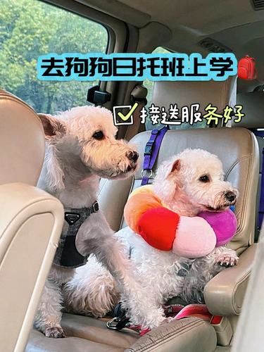 狗狗小课堂开课了，日托班分享