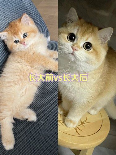 大家千万别养金渐层，因为长大以后太可爱了