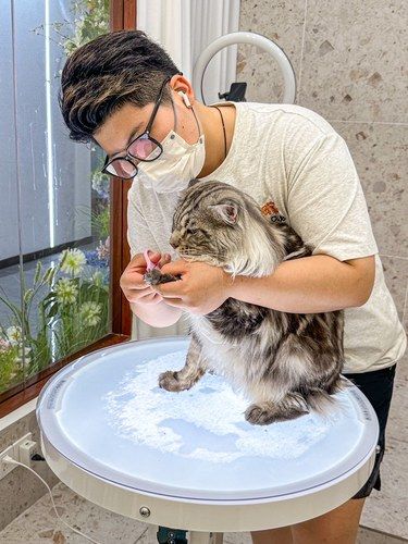 猫主子自从来过这里爱上洗澡澡……