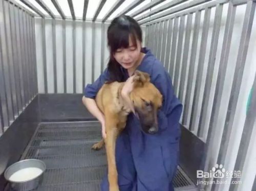怎样合理饲养宠物