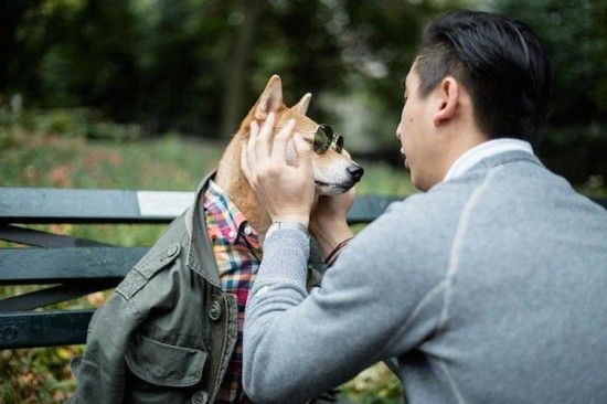 由宠物狗种类看主人地位：富豪都爱养哈巴狗