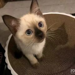 暹罗幼猫，两个月多