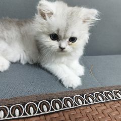 银渐层领养
