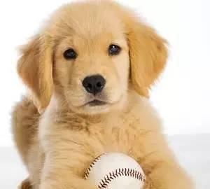 疾病知识：犬常见眼部疾病以及治疗方式