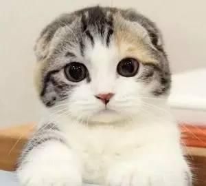 疾病知识：犬常见眼部疾病以及治疗方式