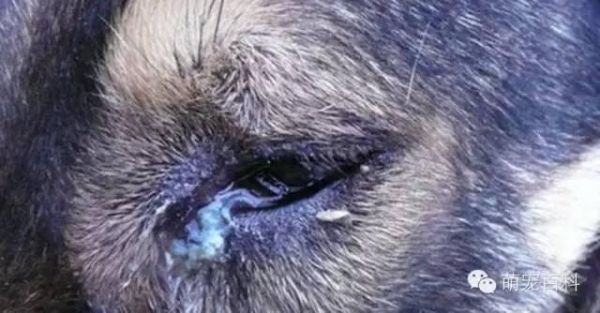 疾病知识：犬常见眼部疾病以及治疗方式