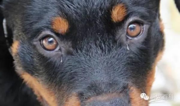 疾病知识：犬常见眼部疾病以及治疗方式