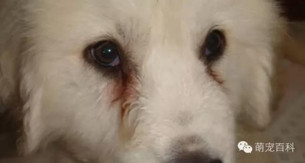 疾病知识：犬常见眼部疾病以及治疗方式