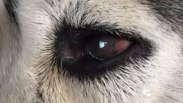 疾病知识：犬常见眼部疾病以及治疗方式