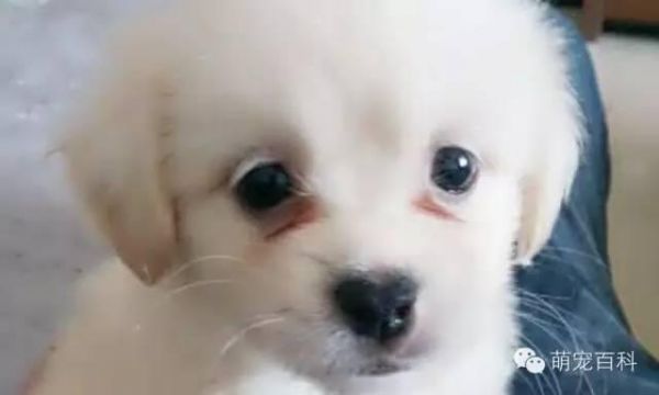 疾病知识：犬常见眼部疾病以及治疗方式
