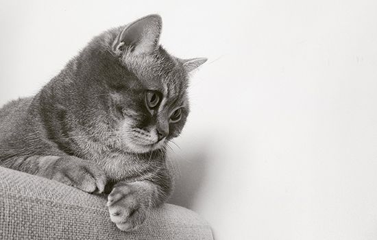 猫脂肪肝的症状 猫脂肪肝竟是饿出来的