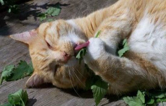 猫脂肪肝的症状 猫脂肪肝竟是饿出来的