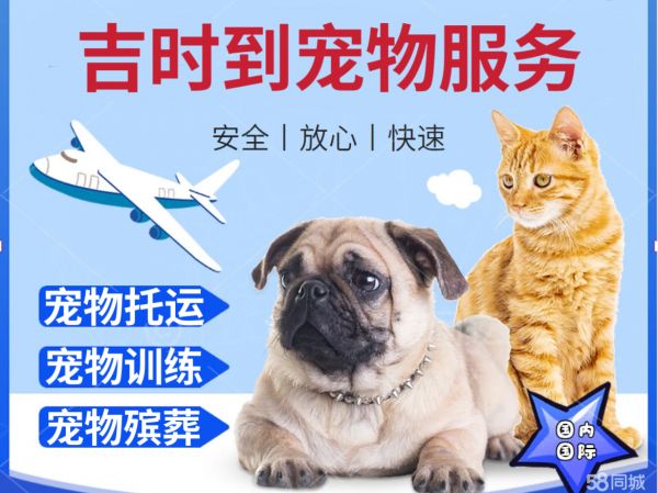 吉时到宠物服务·宠物托运、宠物训练、宠物殡葬等宠物服务