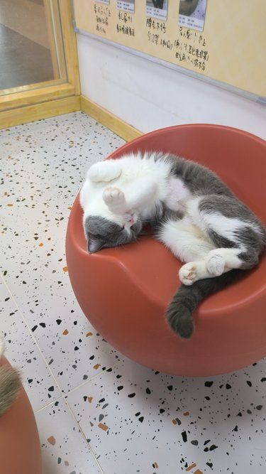 糯米猫咖体验