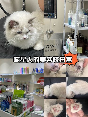 喵星人的美容院日常