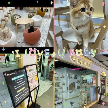济南猫咖｜地球没有小猫转不了❗️