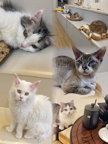 幸福又解压‍⬛被猫咪们包围的下午茶☕