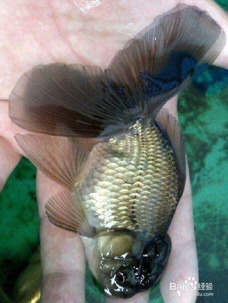 泰狮怎么挑选