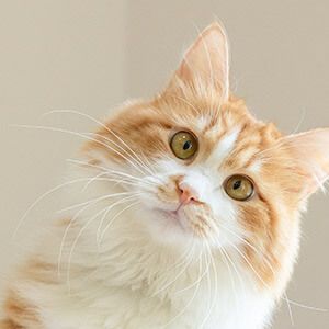 默认头像