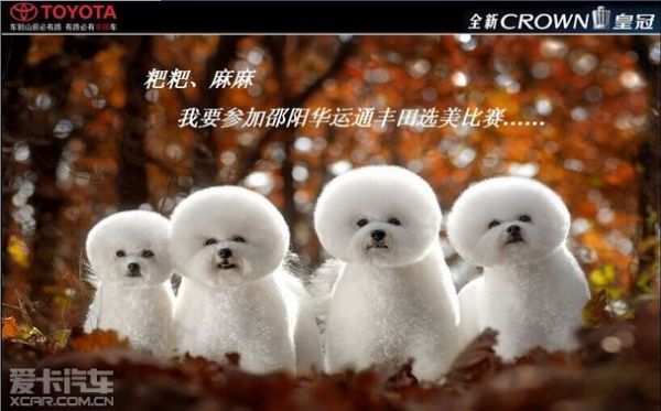 厚积，搏发——全新CROWN皇冠店头发表会
