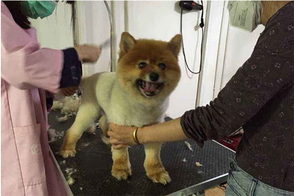 老友狗狗宠物店护理