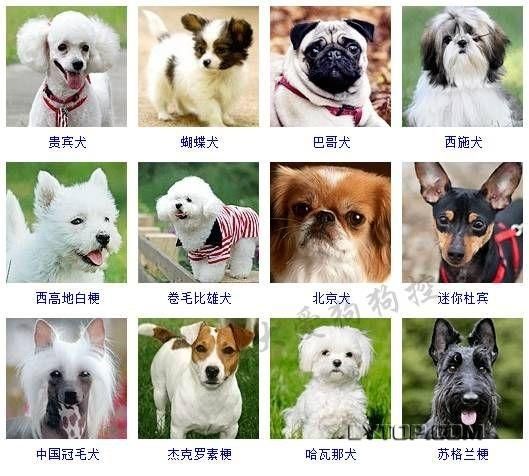宠物狗狗品种图片大全,宠物狗狗品种图片大全 排名