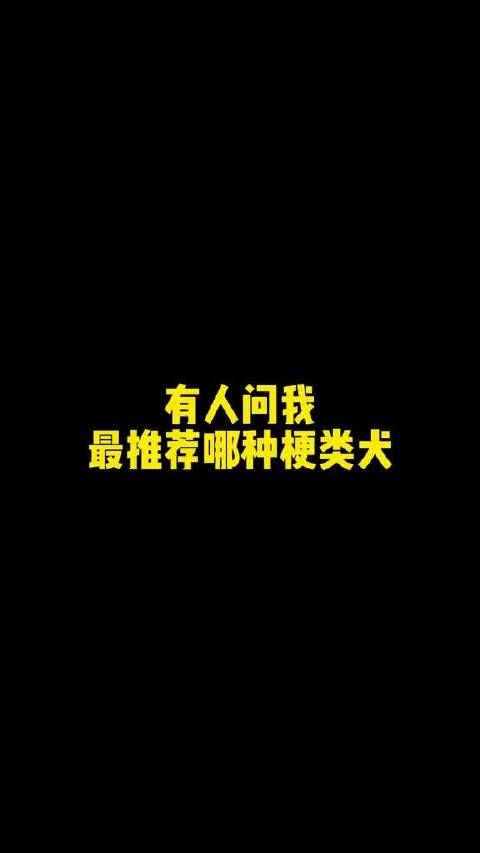 雪纳瑞 汪星球居民 逍遥谈宠物 宠物百科 犬类 性价比之选 宠物