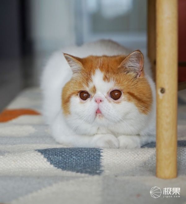 种草｜有了这些单品，新手猫奴轻松养出健康猫咪