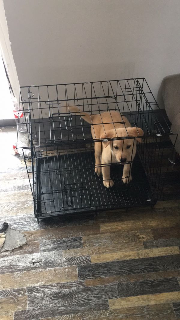 3个月的拉布拉多犬纯白色，一针疫苗