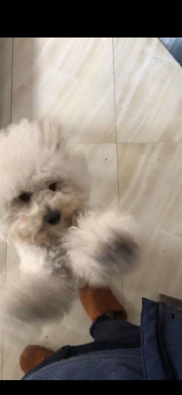 寻狗启事