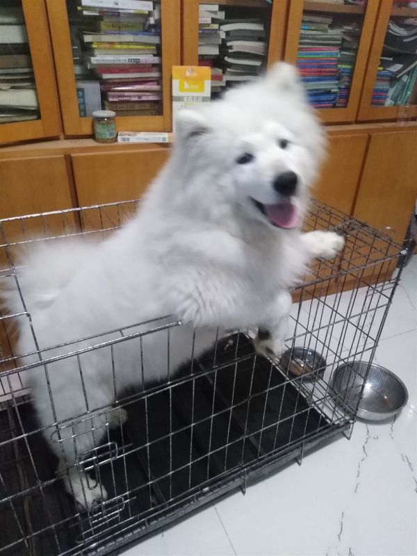 爱犬转让