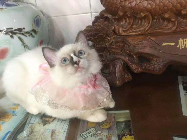 4只英短宝宝（俗名蓝猫）。白色的是布偶猫