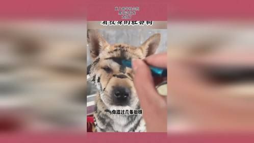 史上最牛社会狗，身披过肩龙，太狠了