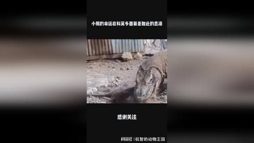 小猴的命运在科莫多面前是如此的悲凉