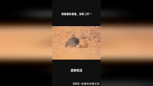 狗熊挺有武德，没有二打一