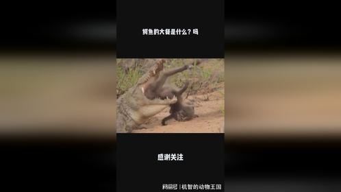 鳄鱼的大餐是什么？吗