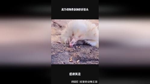 真乃动物界封神的好舌头