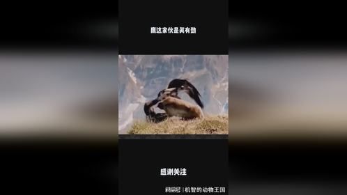 鹰这家伙是真有劲