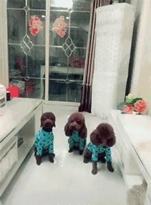 贵宾的智商到底有多高,饲主们分享亲身体验呆网友,乎是无障碍交流