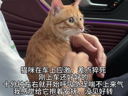 #养猫经验分享 #新手养猫 #猫咪应激处理#猫咪日常 #猫咪应激反应
